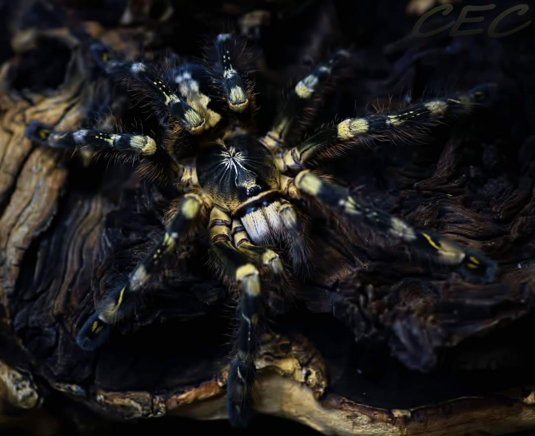 Poecilotheria subfusca