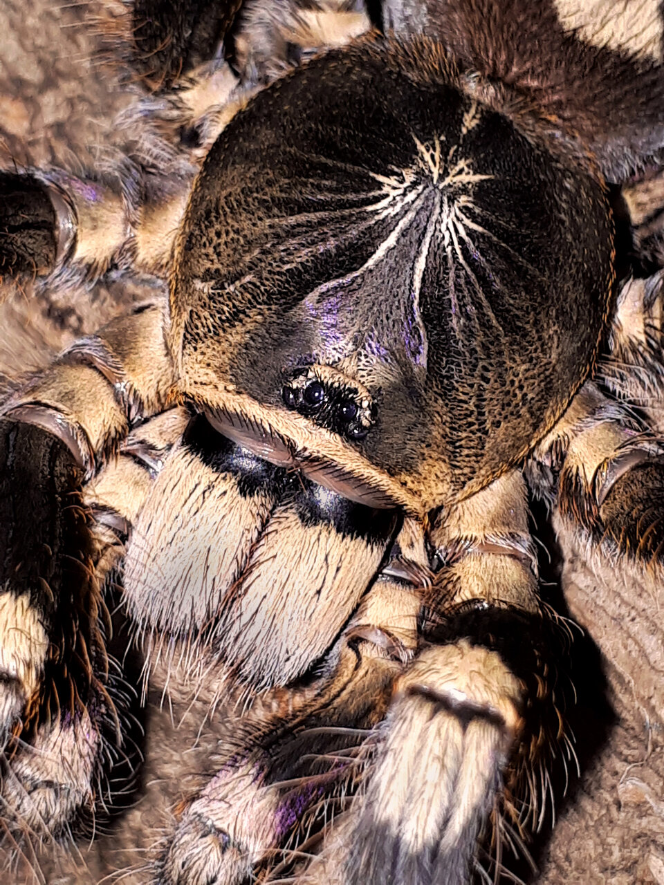 Poecilotheria subfusca