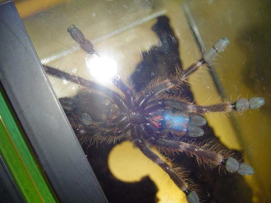 Poecilotheria Subusca