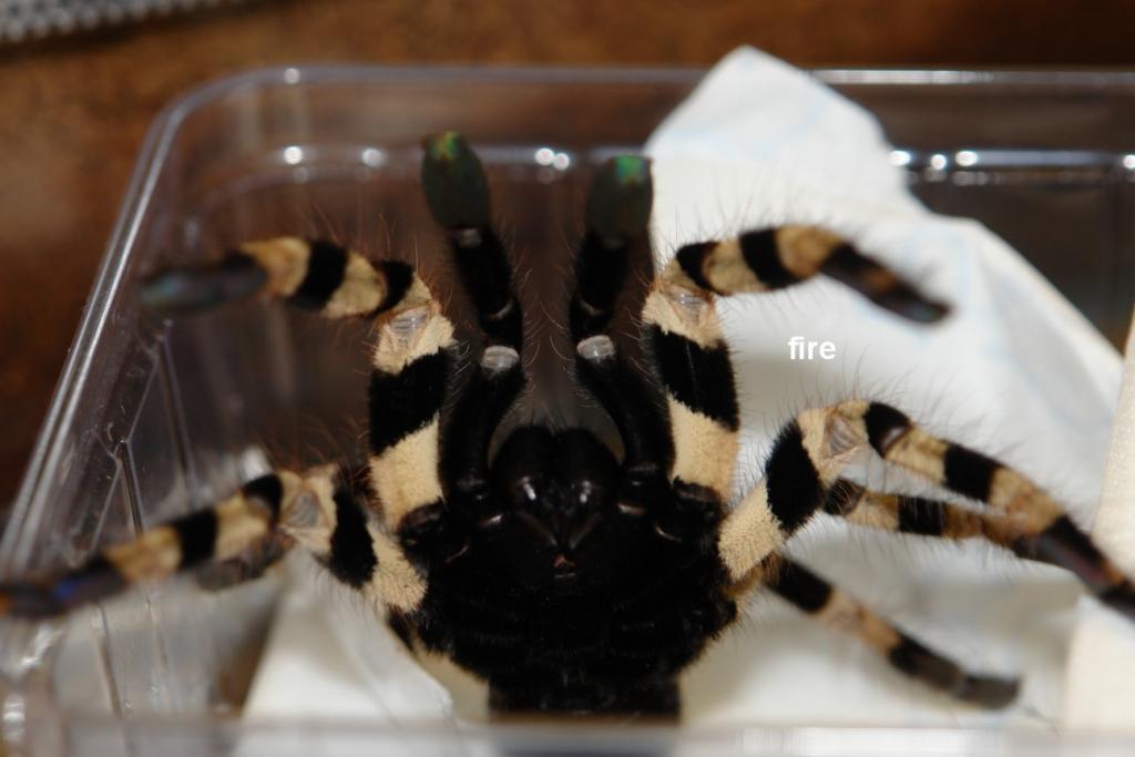 Poecilotheria tigrinawesseli 0.1