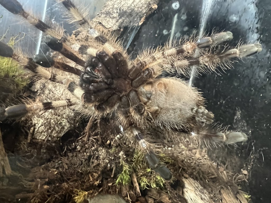 poecilotheria tigrinawesseli 4.5 in