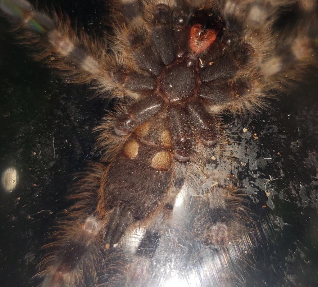 Poecilotheria tigrinawesseli juvie