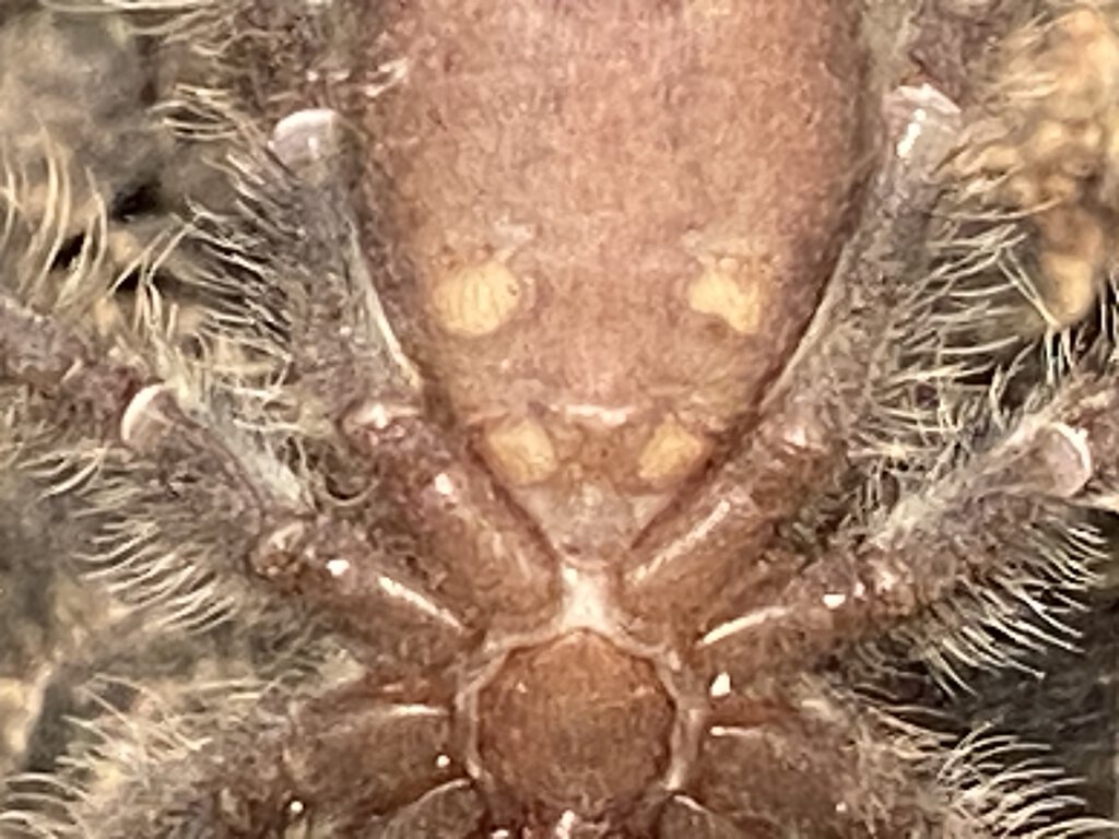 Poecilotheria Tigrinawesseli male or female