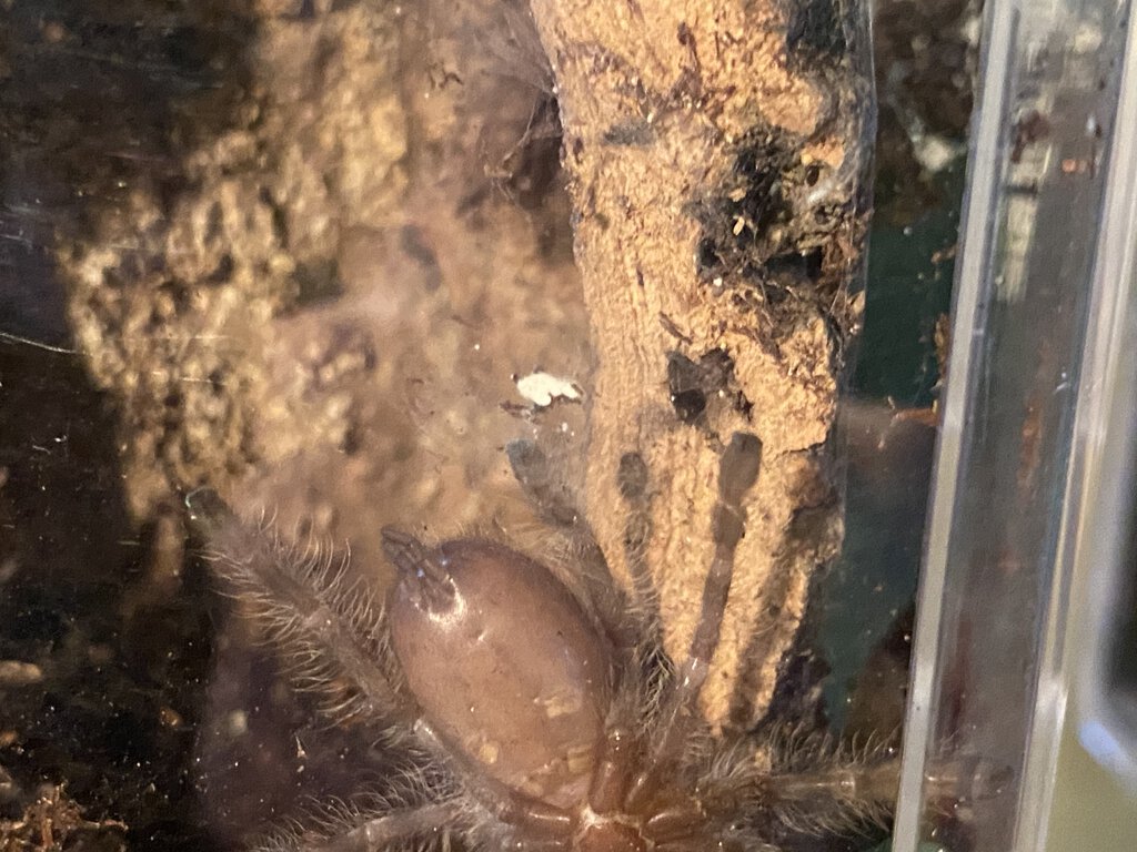 Poecilotheria Tigrinawesseli male or female