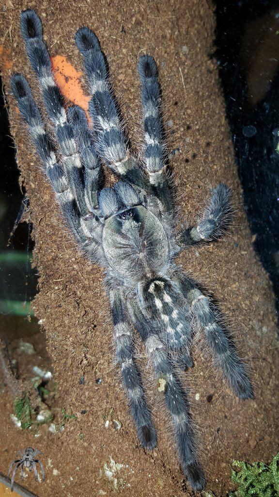 Poecilotheria tigrinawesseli (Tiger Ornamental)