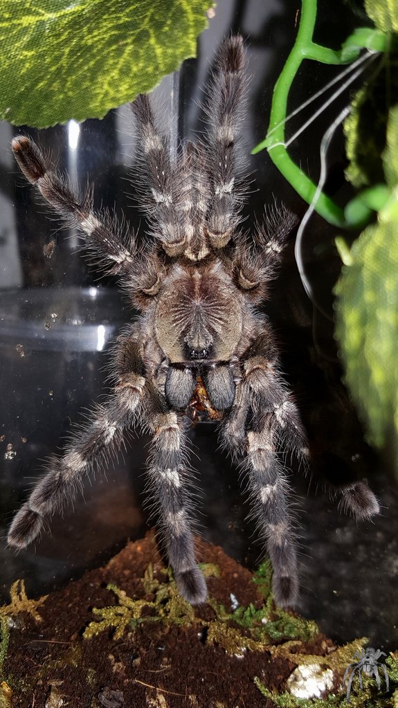 Poecilotheria tigrinawesseli (Tiger Ornamental)