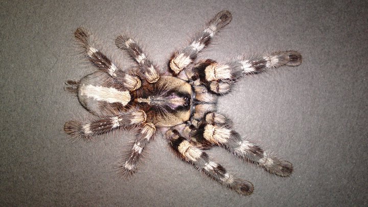 Poecilotheria Tigrinawesseli ??