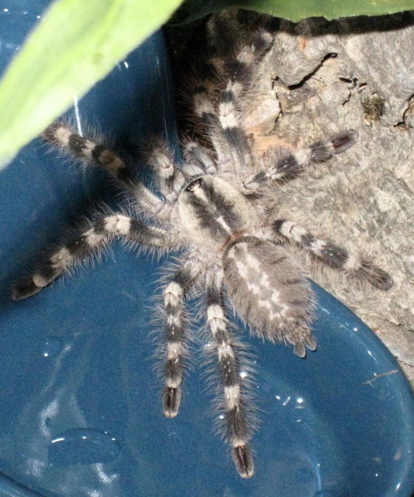 Poecilotheria Tigrinawesseli