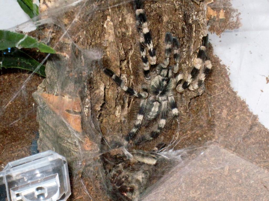 Poecilotheria Tigrinawesseli