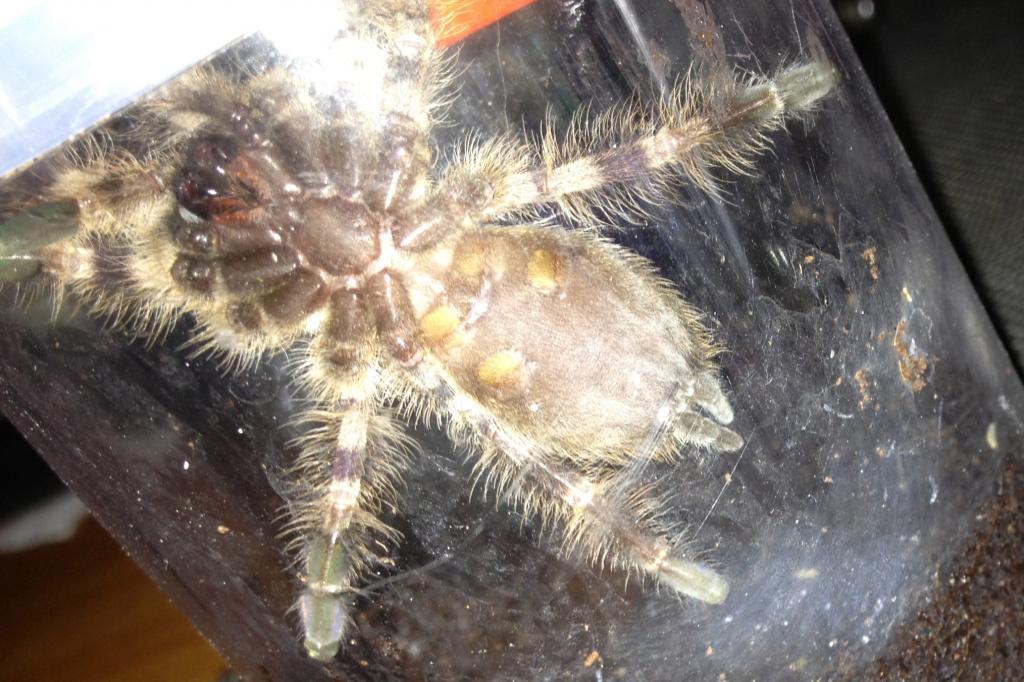 Poecilotheria tigrinawesseli