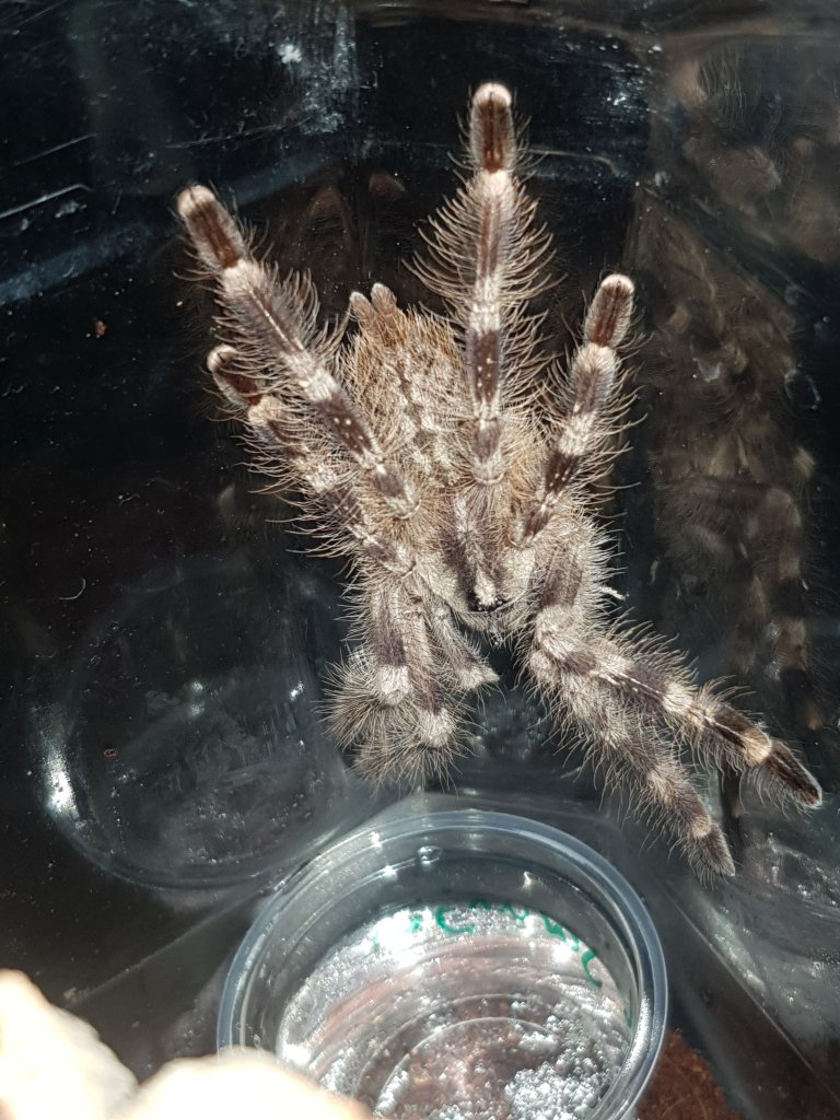 poecilotheria tigrinawesseli