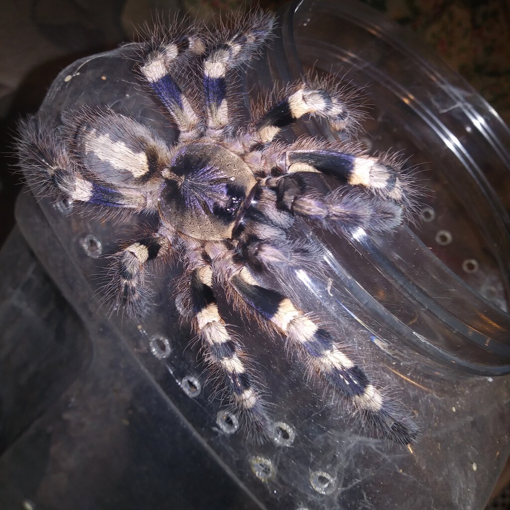 Poecilotheria tigrinawesseli