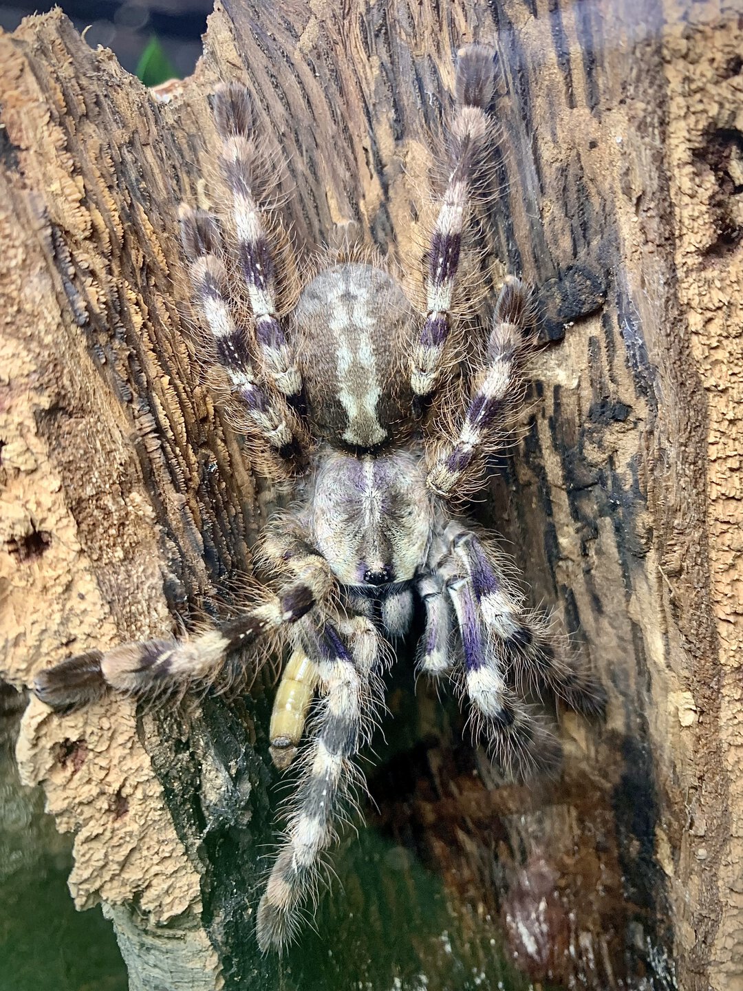 Poecilotheria tigrinawesseli