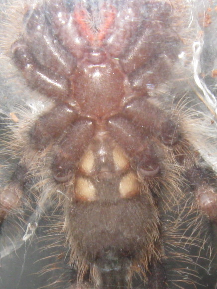 Poecilotheria tigrinawesseli