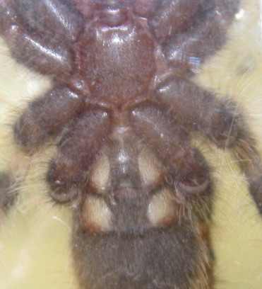 Poecilotheria tigrinawesseli