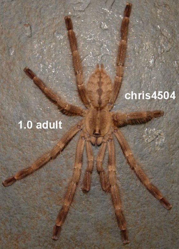 Poecilotheria tigris 1.0 adult (look the color & ... ;)