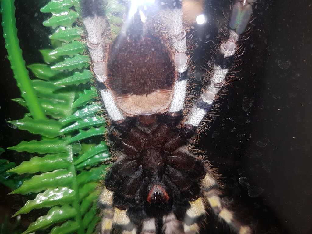 Poecilotheria [ventral sexing] [1/2]