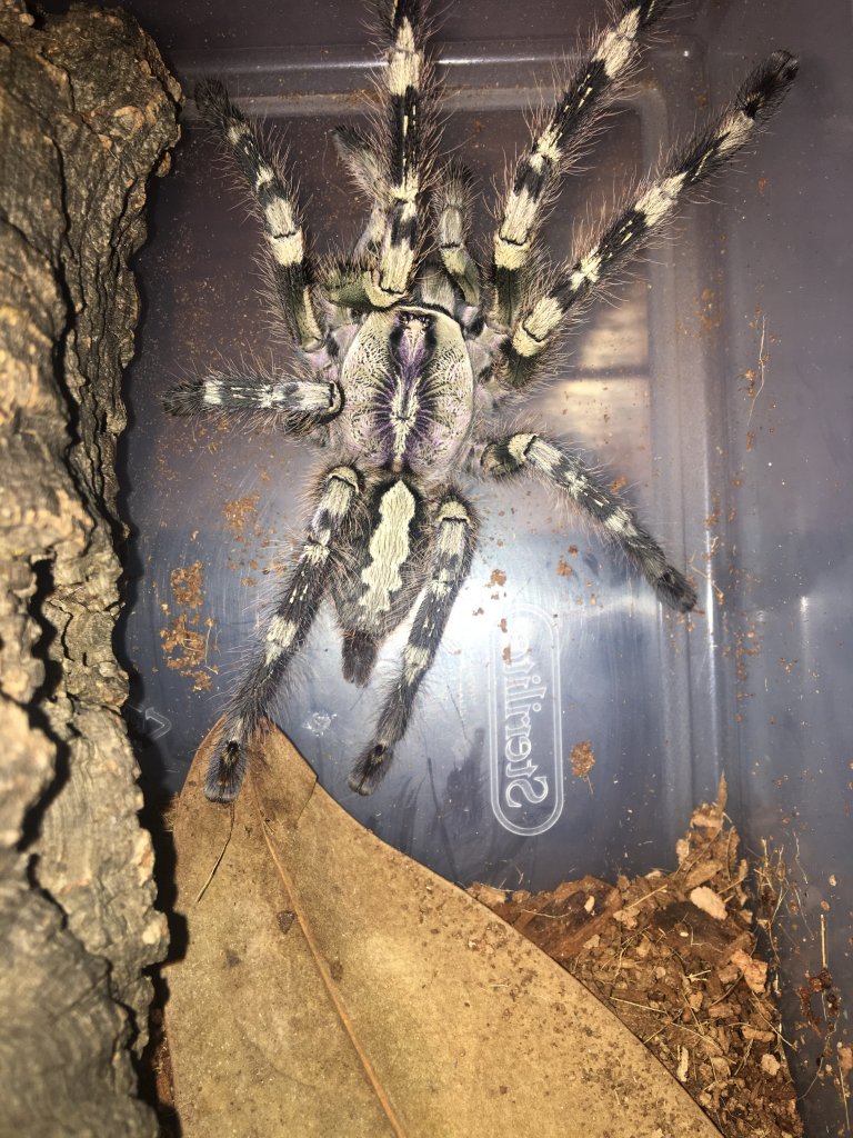 poecilotheria vittata female w/ flash