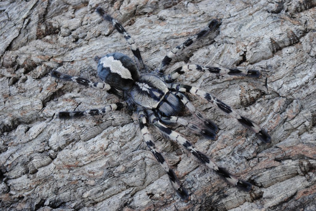 Poecilotheria vittata - Female