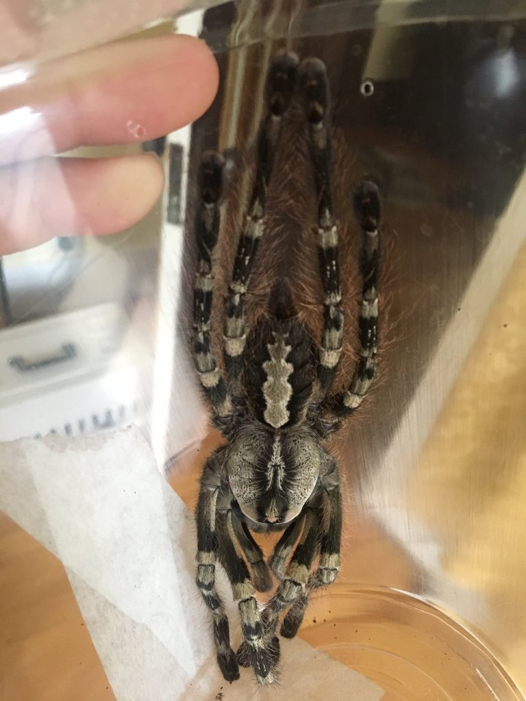 poecilotheria vittata female