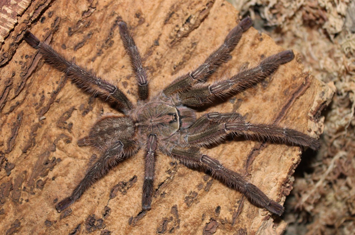 Poecilotheria vittata MM