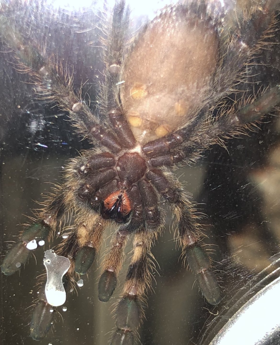 Poecilotheria vittata [ventra; sexing]