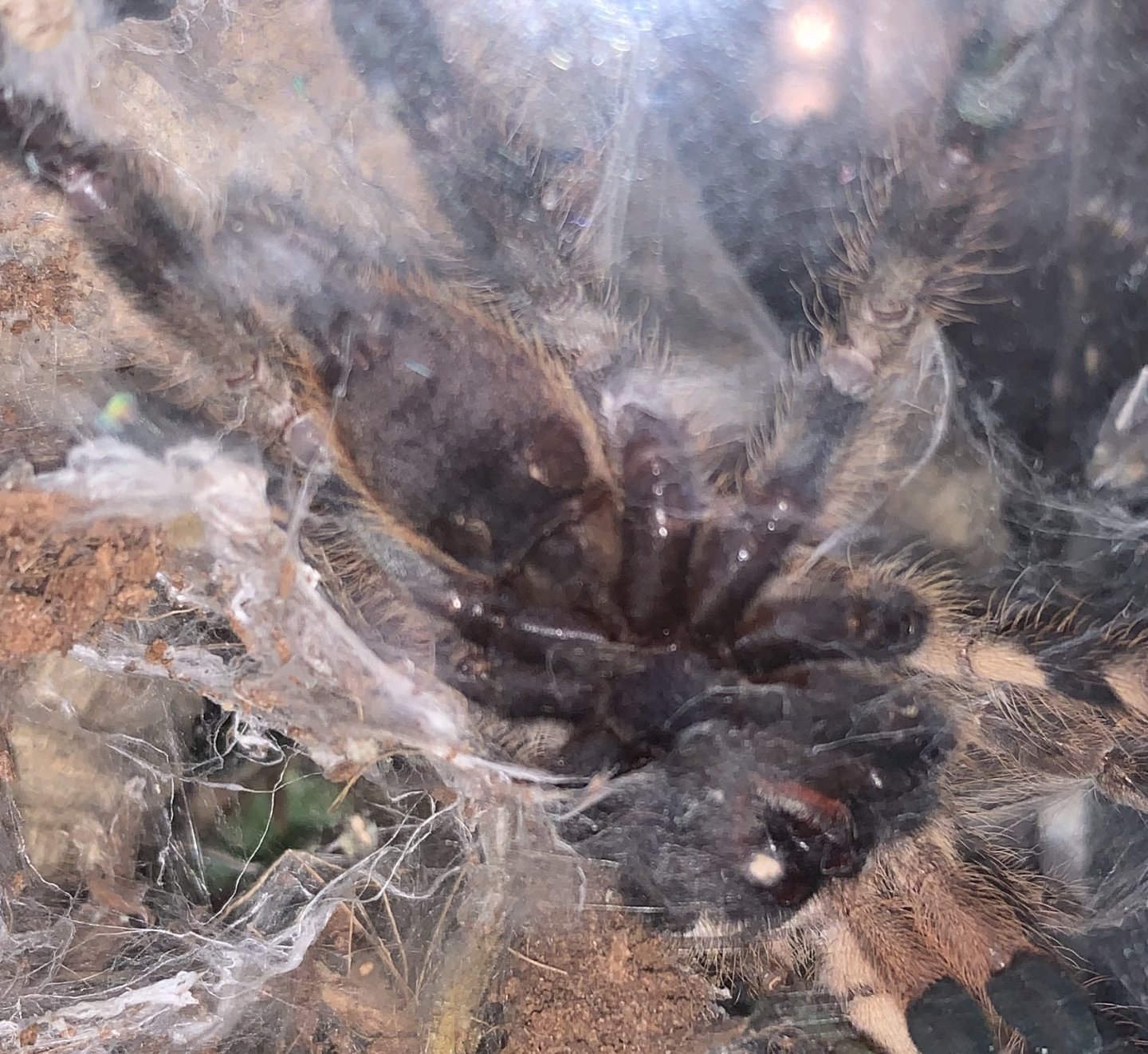 Poecilotheria vittata [ventral sexing]