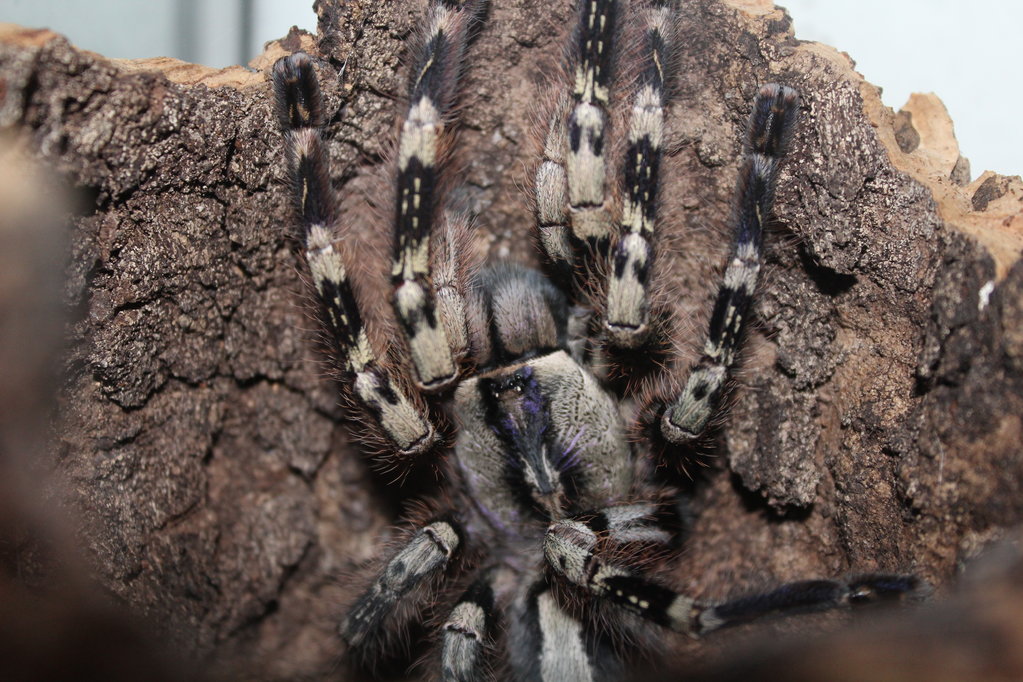 Poecilotheria vittata