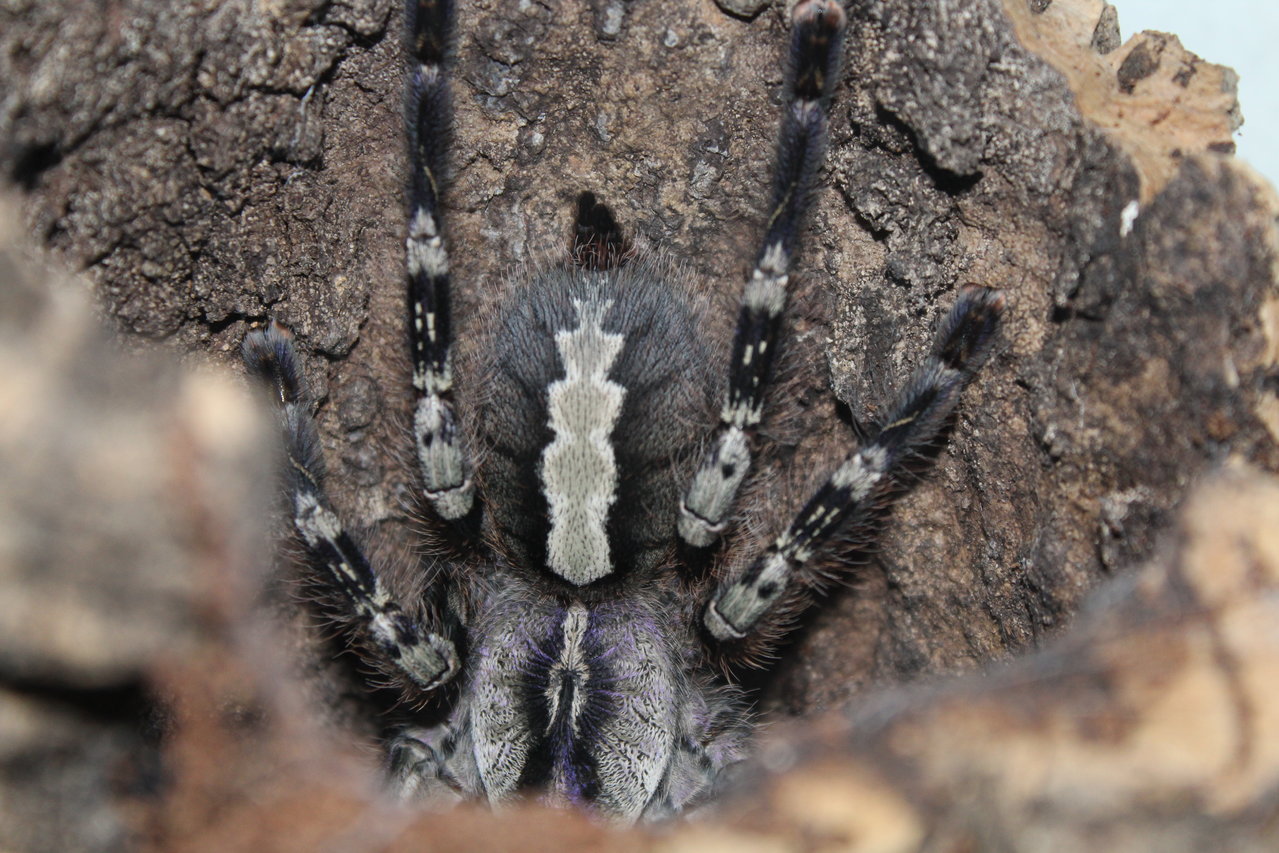 Poecilotheria vittata