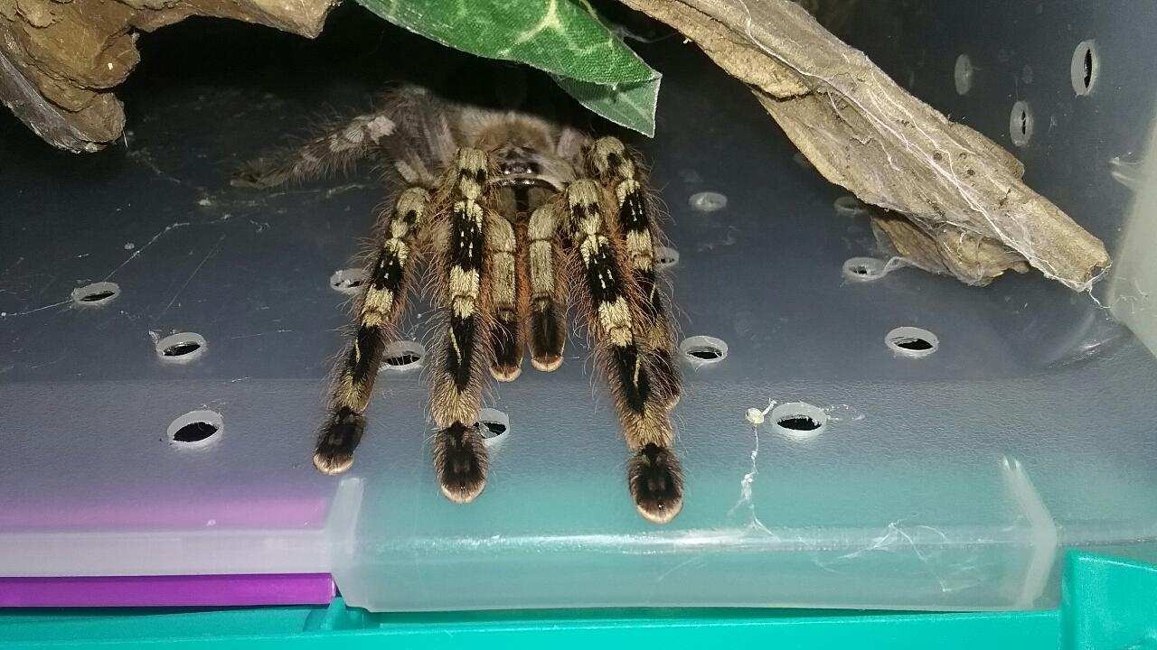 Poecilotheria vittata