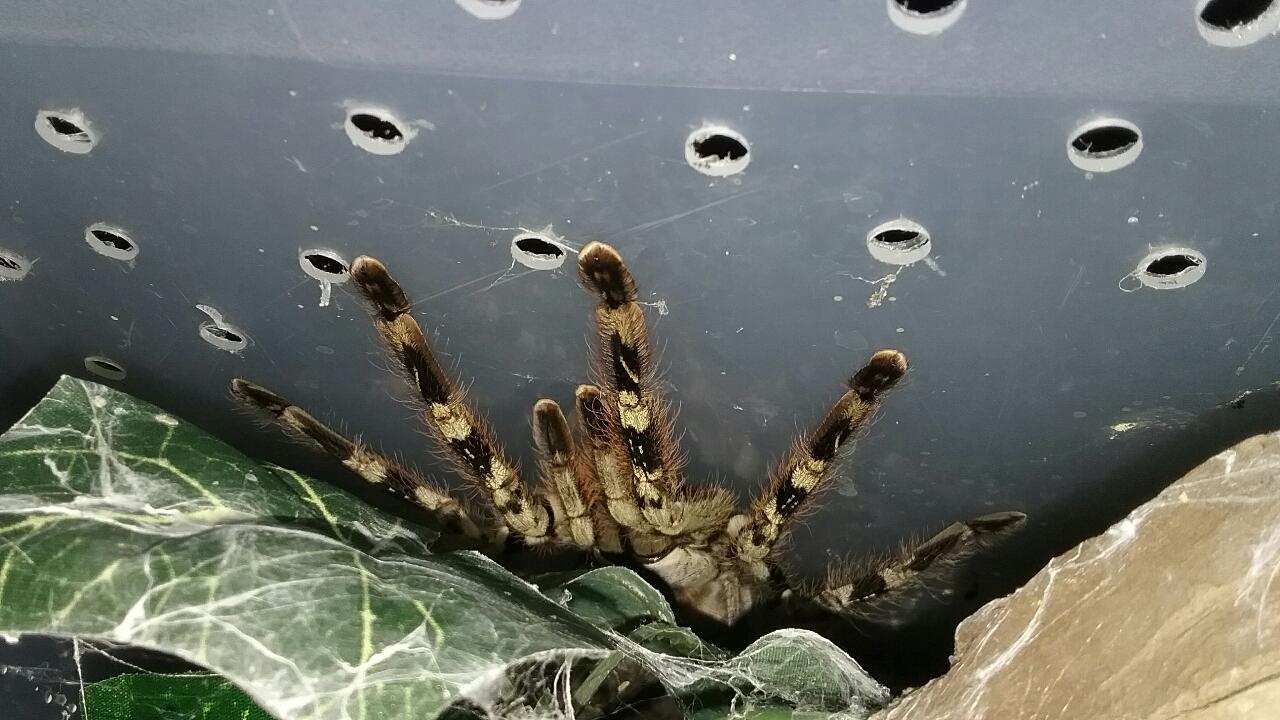 Poecilotheria vittata