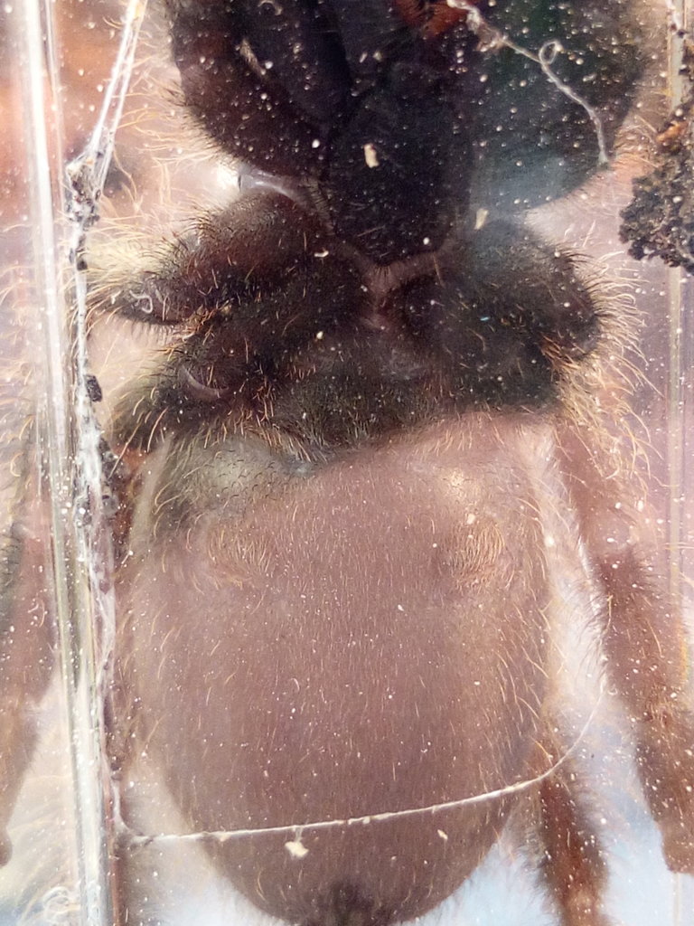 Poecilotheria vittata