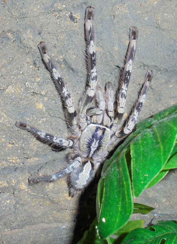 Poecilotheria vittata