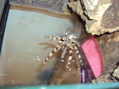 poecilotheria what? formosa or miranda ?