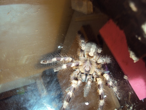 poecilotheria what? formosa or miranda ?