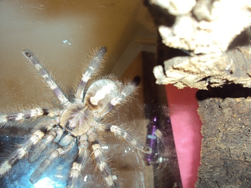 poecilotheria what? formosa or miranda ?