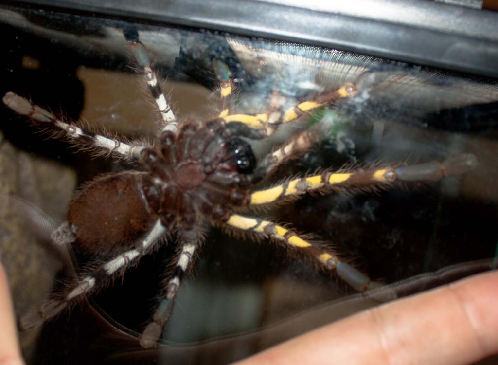 Poecilotheria what ? underside