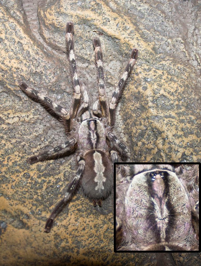 Poecilotheria what?