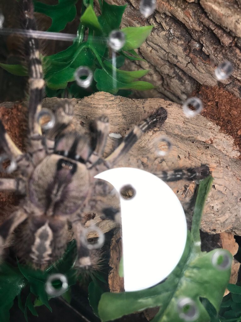 Poecilotheria what?