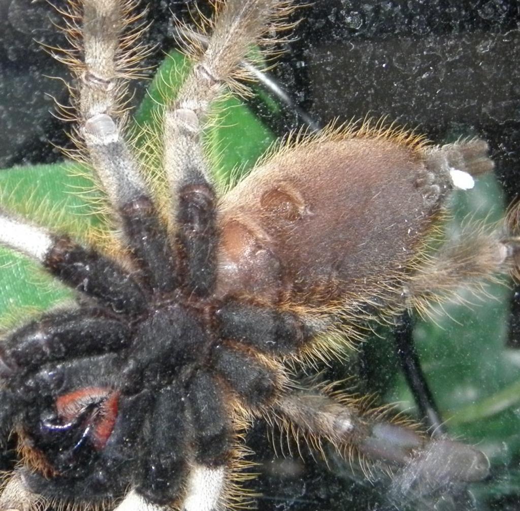 Poecilotheria