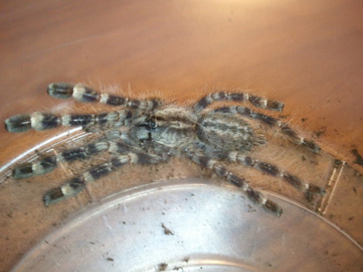 Poecilotheria ?