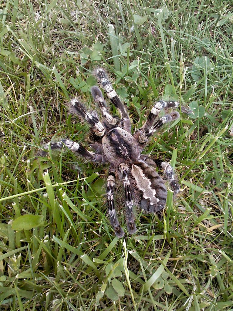 poecilotheria