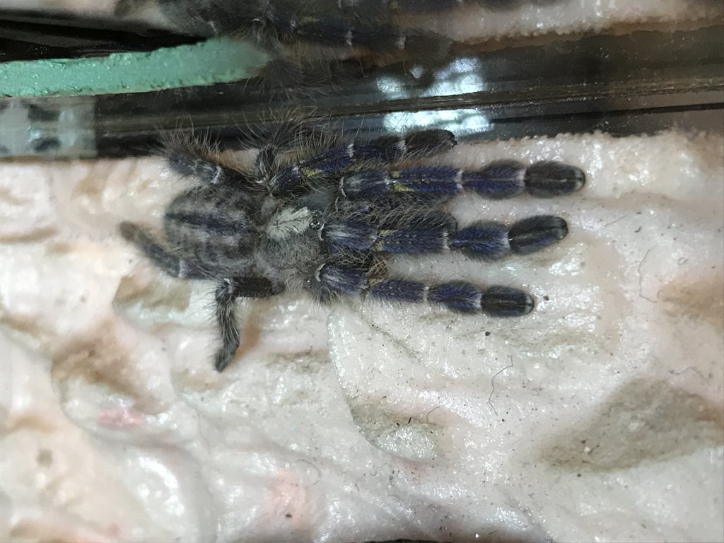 Poecilotheris Metallica