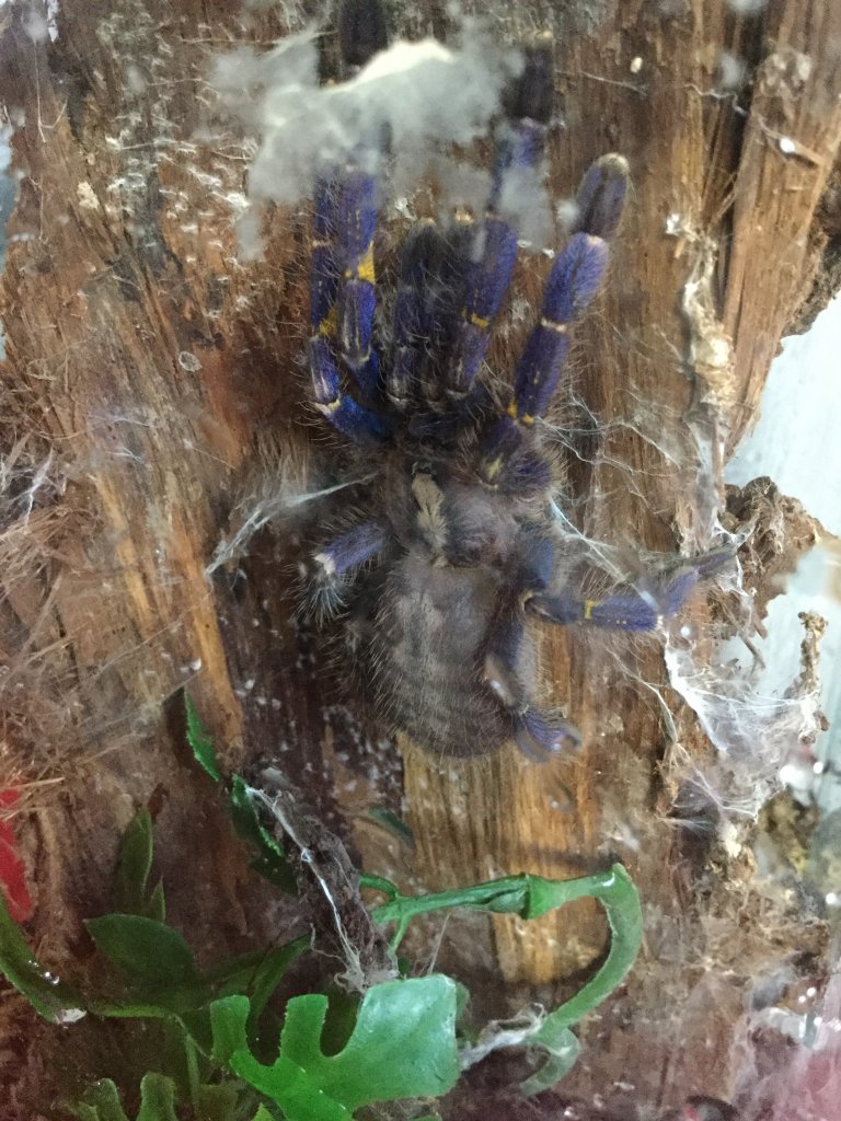 Pokie just before her molt