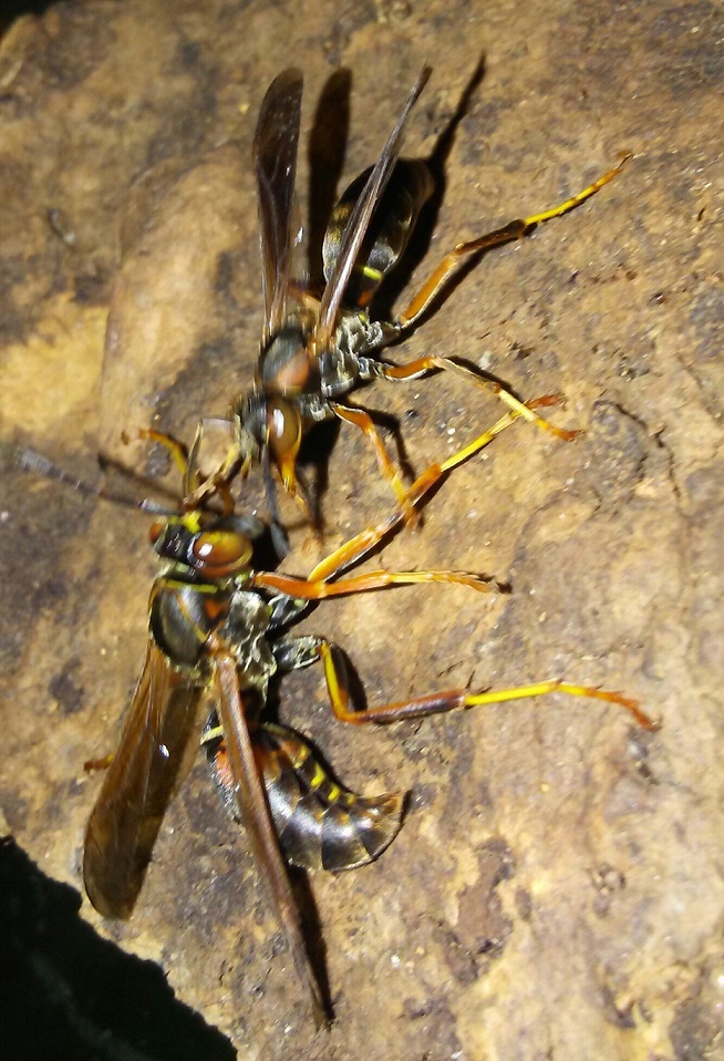 Polistes fuscatus