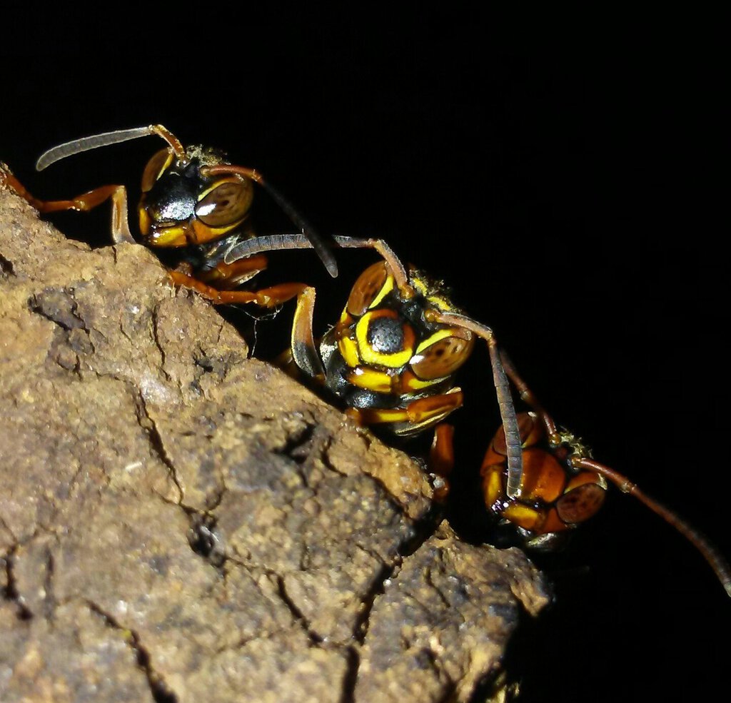 Polistes fuscatus