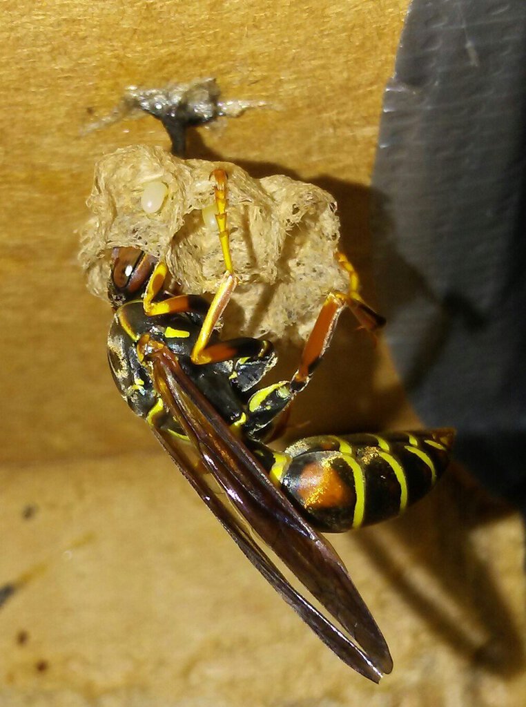 Polistes fuscatus