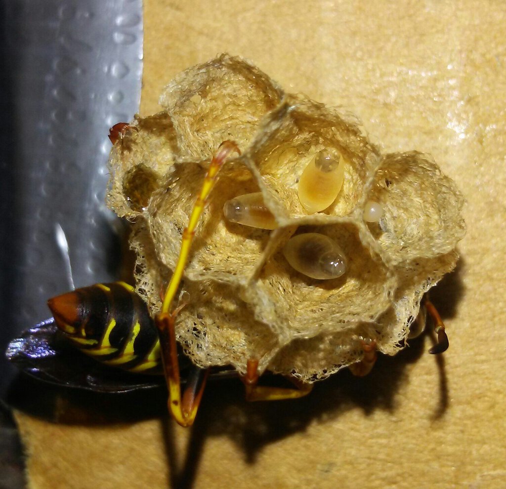 Polistes larvae