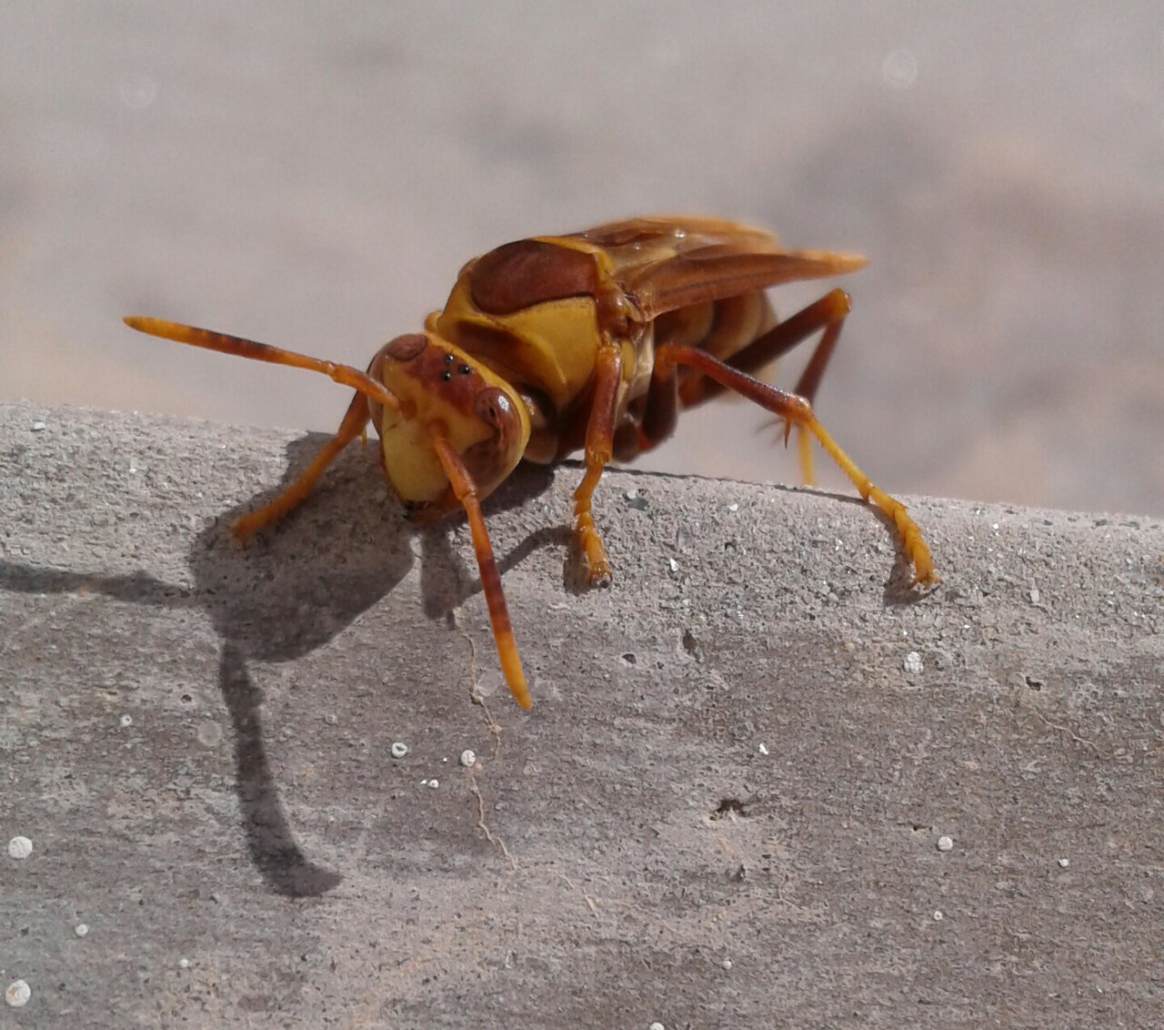 Polistes major