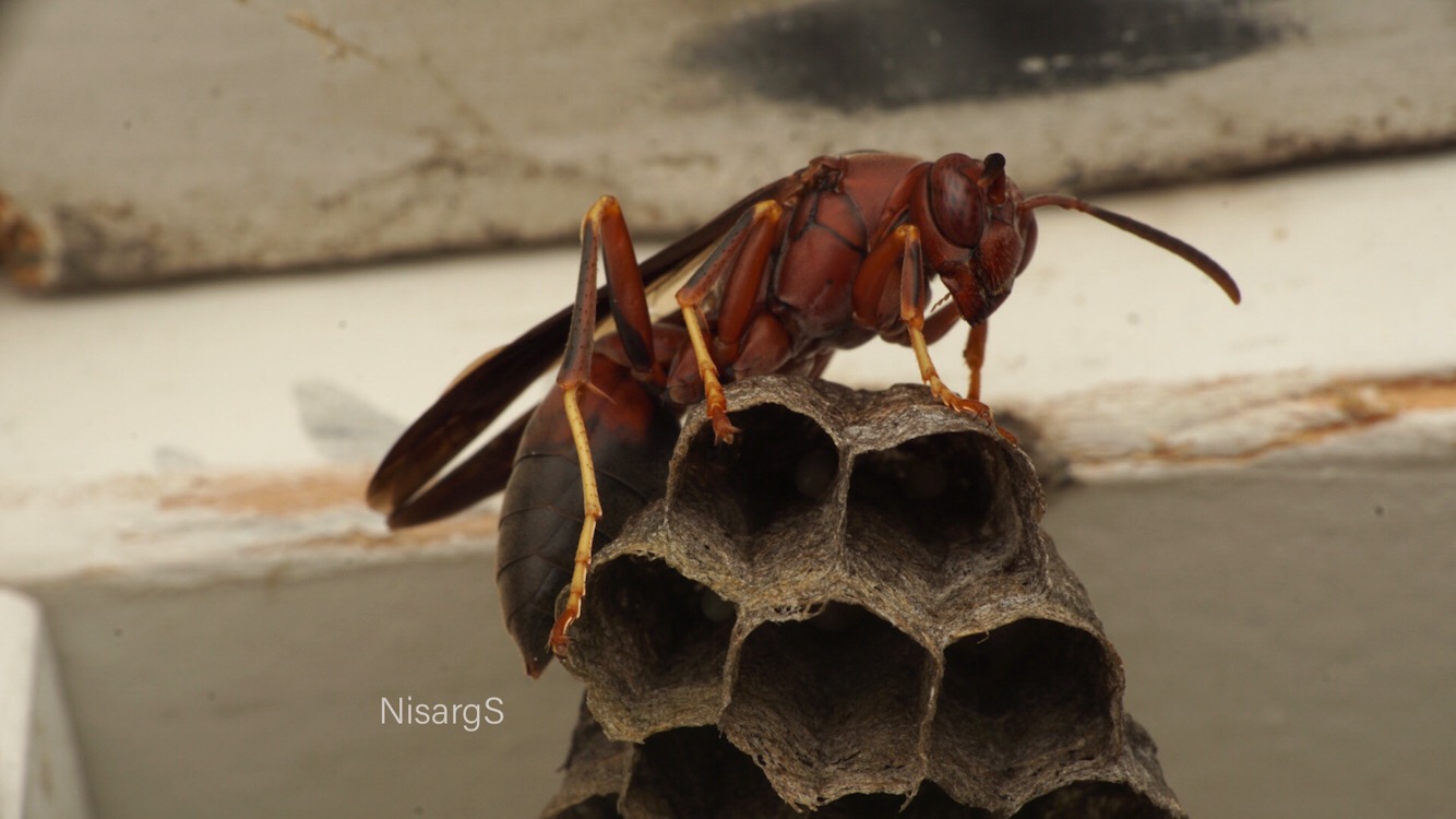 Polistes metricus Queen